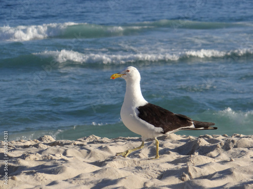 Bild auf Leinwand Seagull standing on sandy beach with ocean waves in the background
