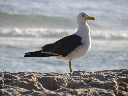 Billede på lærred Seagull standing on sandy beach by the ocean