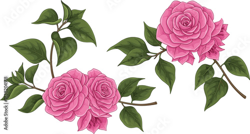 Beautiful pink rose flowers botanical vector set with green leaves for romantic wedding decoration, floral invitation, branding and elegant packaging design