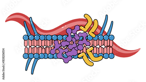 Illustration of Lipid Bilayer Cell Membrane with Transmembrane Proteins