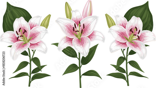 Beautiful pink and white lily flowers botanical vector set with green leaves for wedding, spring decoration, branding and packaging design