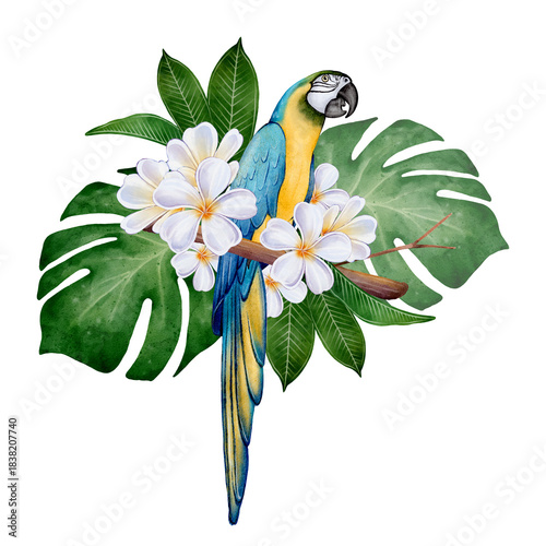 Watercolor tropical parrot with white plumeria and monstera leaves. Detailed botanical bird illustration for summer cards, posters, invitations, textile prints and exotic vacation design