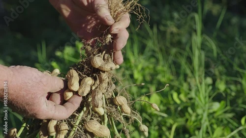 Farmer hands inspecting freshly harvested peanut plant