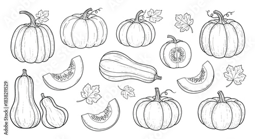 Set of hand-drawn pumpkins and gourds in a black and white vintage sketch style perfect for autumn and Halloween designs.