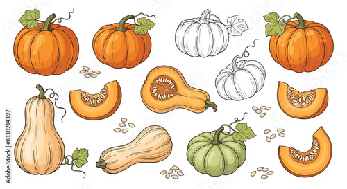 A set of vintage-style pumpkins and squashes in both color and engraved line art versions for autumn and harvest themes.