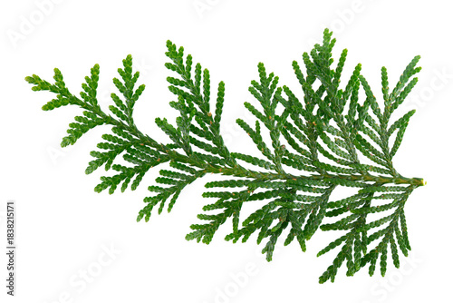 Thuja branch isolated on white background. Branch of green orientalis leaves. Clipping path.