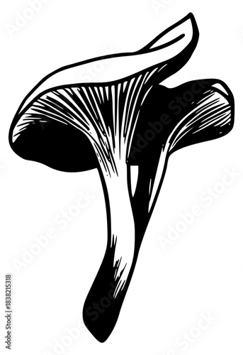 A forest mushroom with two caps