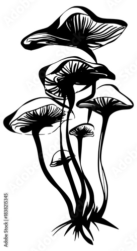 Wild forest mushrooms