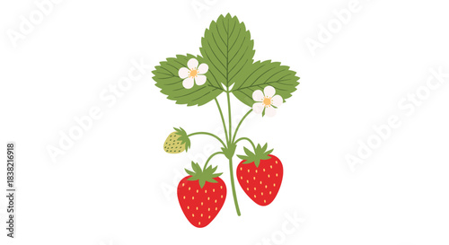 A charming illustration of a wild strawberry plant with ripe red berries an unripe fruit green leaves and delicate white flowers isolated on white.