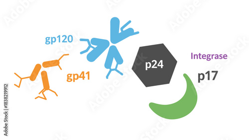 Vector illustration and schematic diagram showing the main protein structure of HIV (Human Immunodeficiency Virus).
