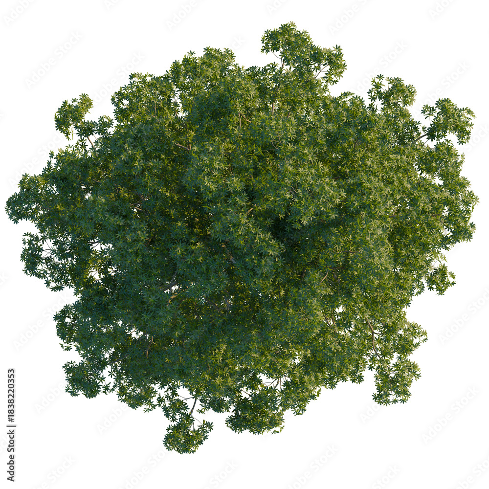 Obraz premium Alstonia scholaris tree, cutout, 8k png, transparent background, isolate, Top view of a tree with lush green foliage and a full, rounded canopy