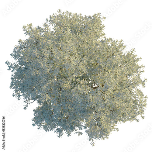 Schilderij op canvas Banksia integrifolia tree, cutout, 8k png, transparent background, isolate, Over