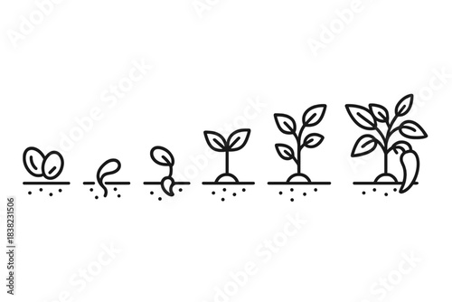 Seed germination and pepper plant growth stages outline icons