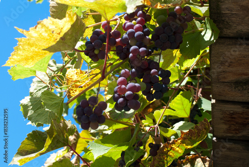 Winogrona, winorośl, winnica