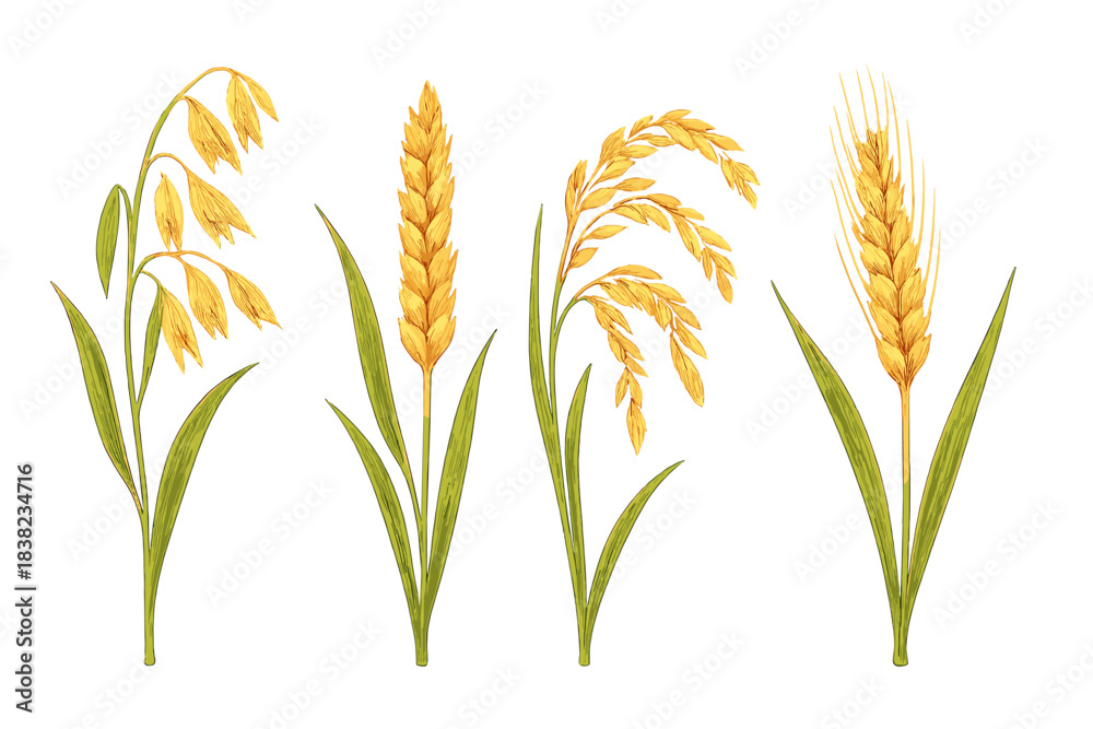 Fototapeta premium Four mature cereal grain plants: oats, barley, rice, and wheat heads