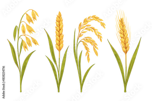 Four mature cereal grain plants: oats, barley, rice, and wheat heads