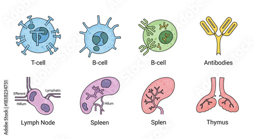 Illustrations of key components of the human immune system, including various cells and organs like T-cells, B-cells, antibodies, lymph nodes, spleen, and thymus.