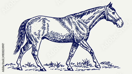 Illustration of a majestic horse walking gracefully in a field.
