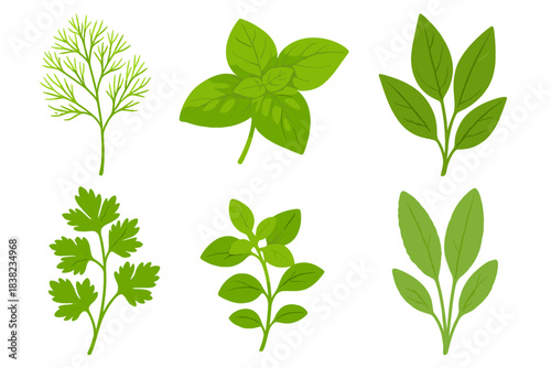 Collection of fresh green culinary herb sprigs isolated on white background