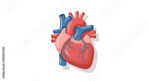 Detailed anatomical illustration of a human heart showing its main arteries and veins, representing cardiovascular health and biology.