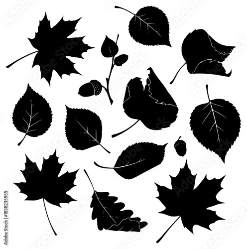 A collection of black and white silhouettes of various leaves and acorns, acorn, autumn leave, black, collection, design, illustration, leaf, maple, maple leaf, profile, against transparent background