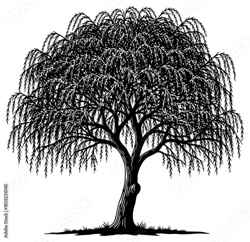A black and white silhouette of a willow tree, floor, illustration, shadow, tree, willow, against transparent background