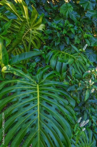 Green Elephant Leaves Growing in a Rainforest.