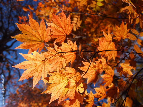ハウチワカエデの紅葉