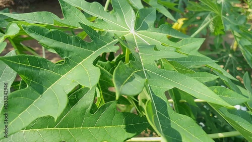 A closeup view Reveals Intricate Patterns on Fresh Green Papaya Leaves on the plant