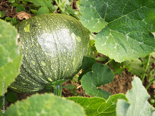 young pumpkin in the garden