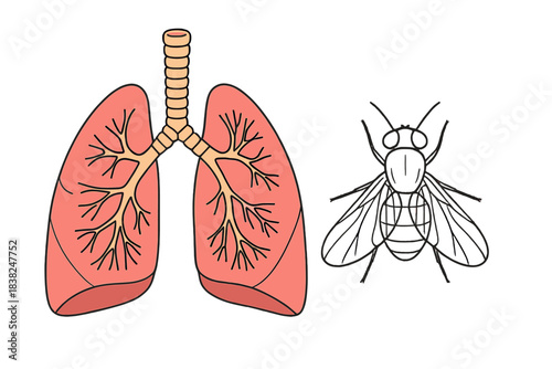 Human lungs anatomy diagram next to common house fly insect outline