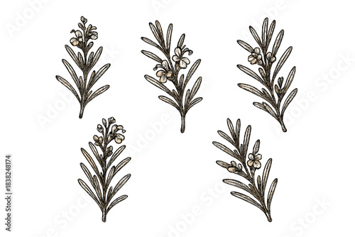 Hand drawn rosemary sprigs with small flowers botanical sketch