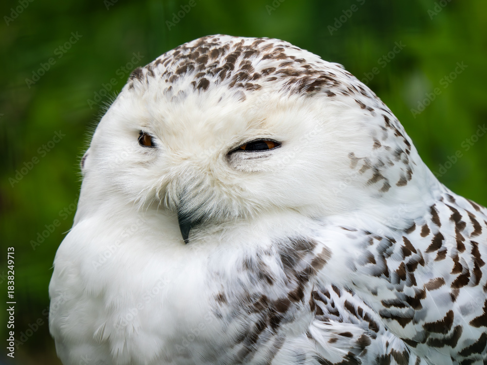 Obraz premium Close-up of a Snowy Owl Head