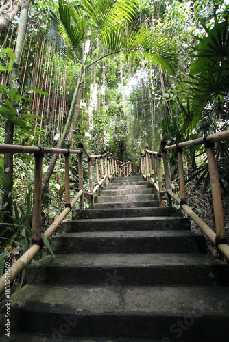 wooden bridge in the forest
