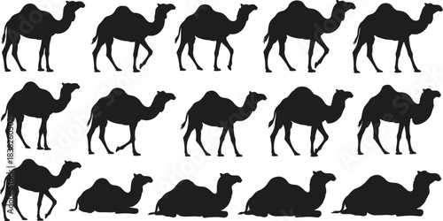 Camel silhouette collection, walking and resting dromedary poses, desert animal illustrations for safari themes, wildlife design, travel vector graphic set