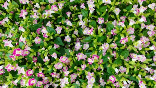 A lush ground cover of small pink and white wishbone flowers (Torenia). A vibrant floral background with dense green foliage, viewed from above.