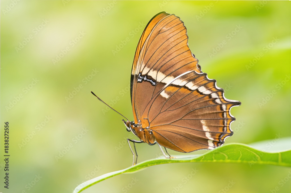 Fototapeta premium Rusty Tipped page with wings closed seen from the side resting on a leaf