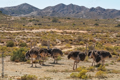 A flock of common ostrich hens in the Klein Karoo.