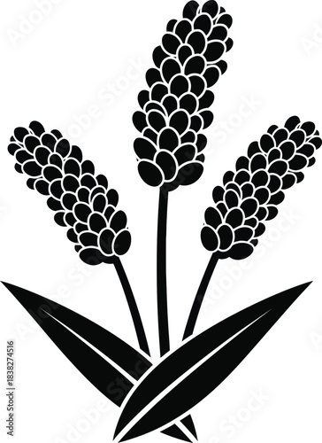 Millet Cluster Silhouette Agricultural Grain Vector