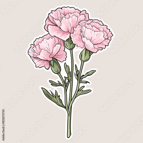 flower Carnation
