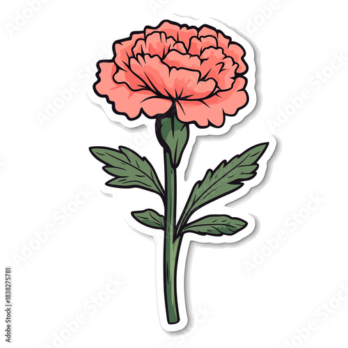 flower Carnation
