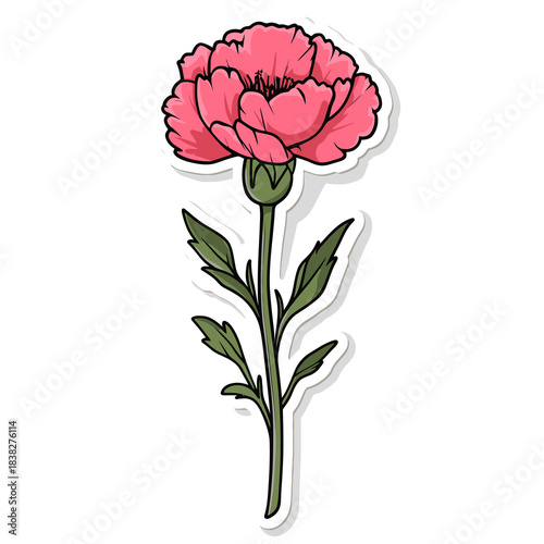 flower Carnation