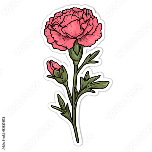  flower Carnation