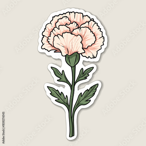  flower Carnation