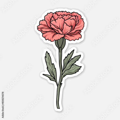  flower Carnation
