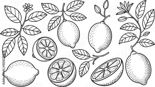 Hand drawn lemon fruits with leaves and flowers. Sketch style vector modern botanical illustration. Citrus doodles tropical fruits. Summer design for pattern, poster, card, banner, cover