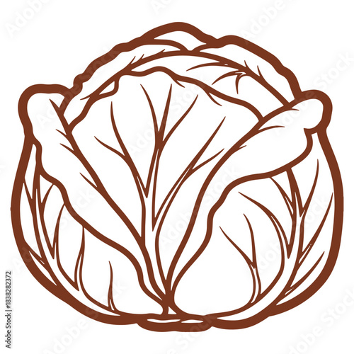 Stylized Cabbage Head Illustration with Outline and Detailed Veining Depiction of Fresh Produce