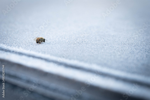 Frozen honeybee on a bed of heavy frost.