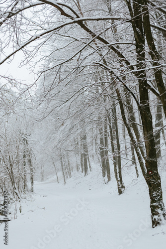 An atmospheric shot of a winding dirt road or path completely covered in deep, pristine snow, cutting through a dense winter forest. The towering, snow-laden trees create a natural tunnel effect