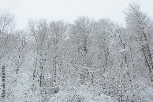 Tranquil, high-quality horizontal shot of a dense, snow-covered forest interior. Bare branches and dark trunks create a rich texture, emphasizing the vastness and peaceful. 